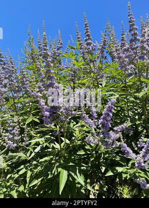 Moenchspfeffer, Vitex agnus ist eine wichtige Heilpflanze und wird auch in der Medizin verwendet. Moenchspfeffer, Vitex agnus est un medicina important Banque D'Images