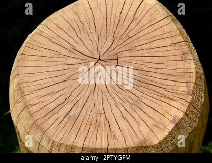 Jahresringe sind die Wachsturinge sringe eines Baumes im Querschnitt. Les anneaux annuels sont les anneaux de croissance d'un arbre en coupe transversale. Banque D'Images