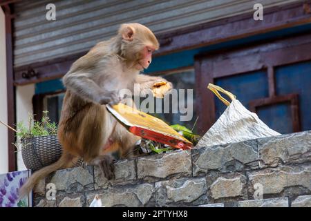 Inde, Uttarakhand, Rishikesh, singe langur gris. (Semnopithecus priam thersites ) explore les sacs à ordures. Banque D'Images