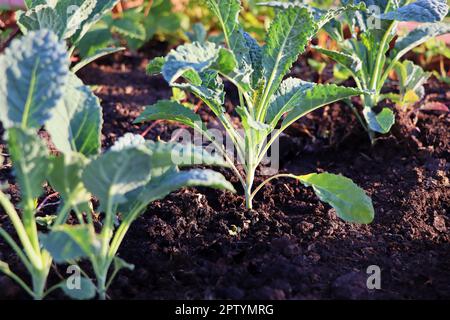 Plantules de chou kale . Kale toscane ou kale noire. Chou d'hiver également connu sous le nom de kale italien ou lacinato croissance en rangée. mediter de chou granique Banque D'Images