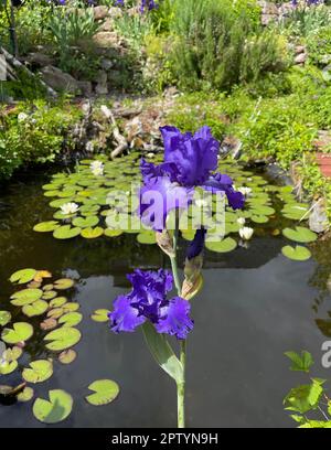 Iris, Die Schwertlie ist eine wachsende sauvage Blume mit blauen Bluten. L'iris est une fleur sauvage avec des fleurs bleues. Banque D'Images