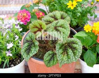 Croix de fer noire et verte Begonia (Begonia masoniana) parmi une variété de plantes à fleurs Banque D'Images