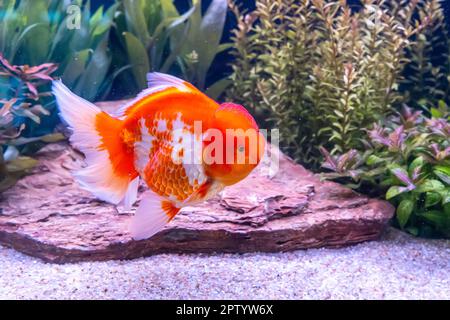 Le poisson rouge dans l'armoire sur fond de nature. Banque D'Images