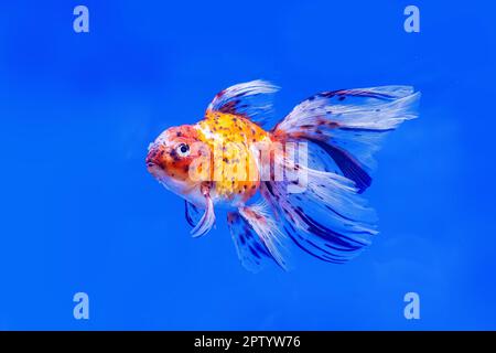 Les poissons rouges dans l'armoire sur fond bleu. Banque D'Images