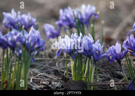 Iris reticulata. Mini iris bleu au début du printemps. miniature bleu iris réticulata fleur buisson Banque D'Images