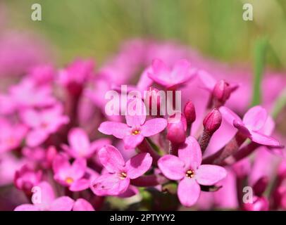 Daphne cneorum, la fleur de guirlande ou la rose daphne Banque D'Images