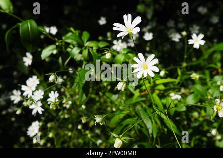 Starflower Stellaria est un genre de plantes à fleurs de la famille des Carnation. Usine de fabrication de maisons en bois. Fleurs blanches dans la forêt. Fruska Gora, Serbie. beaut Banque D'Images