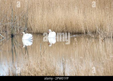 paire de cygnes dans le parc naturel de darss. temps d'accouplement des oiseaux. cygnes muets avec plumage blanc. photo d'animaux dans la nature Banque D'Images