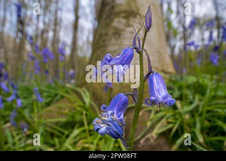 Gros plan des cloches de bleuets (Endymion nonscriptus) en fleur dans la forêt de hêtre au printemps Banque D'Images