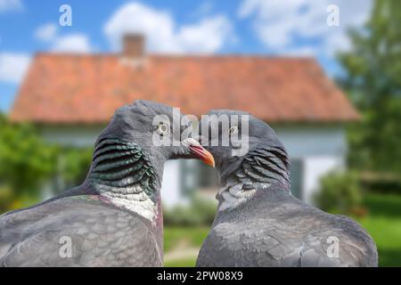 Gros plan de deux pigeons en bois (Columba palumbus) paire / couple courrant dans le jardin au printemps Banque D'Images