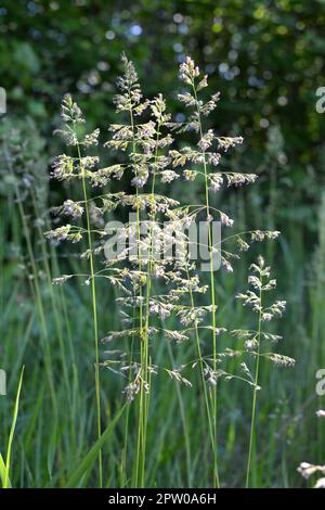 Dans le pré parmi les herbes sauvages dans le pâturage pousse POA. Banque D'Images