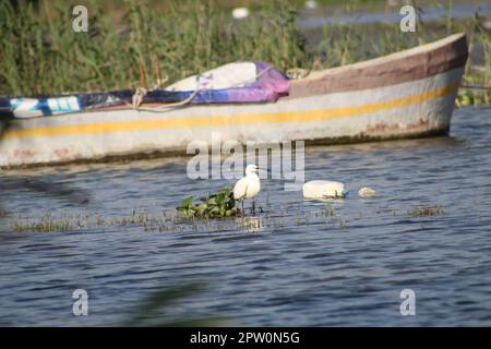 Peu d'égret se nourrissant près des bateaux de pêche et bouteille de déchets en plastique dans la rivière ASI ou Orontes. Concept de la Journée mondiale de l'environnement. Banque D'Images