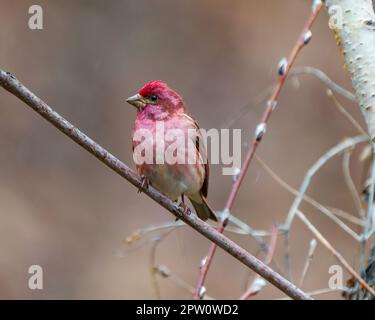 Vue de face rapprochée de l'homme Purple Finch, perchée sur une branche affichant un plumage de couleur rouge avec un arrière-plan flou dans son environnement et son habitat. Banque D'Images