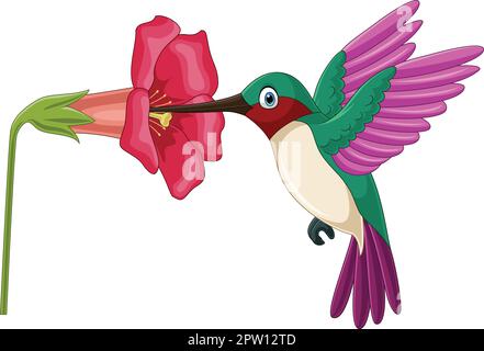 Dessin animé colibris sivant le nectar des fleurs Illustration de Vecteur