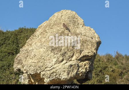 Kestrel commun juvénile perché sur un rocher. Ponta da Piedade, Lagos, région de l'Algarve, Portugal Banque D'Images