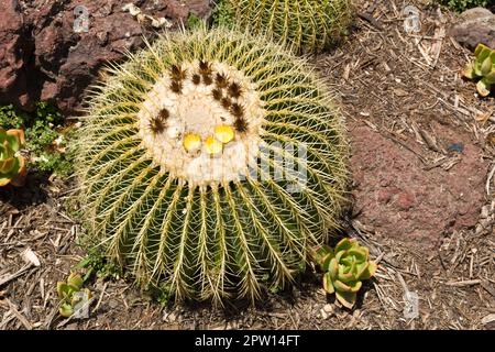 Plante de cactus à baril doré tolérante à la sécheresse avec des épines qui poussent dans le sable du désert Banque D'Images