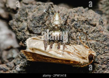 Les araignées sauteuses mangent est l'araignée la plus peuplée Banque D'Images