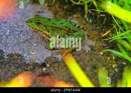 Une grenouille verte comestible, également connue sous le nom de grenouille d'eau commune. Grenouille adulte assise dans l'herbe. Banque D'Images