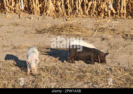 Les porcelets de jouer et courir à jolly farm yard. Drôle de porcs. Les porcelets bébé jouer dans la cour. Petits cochons vivent à la ferme au village. Les porcelets de creuser dans le fumier Banque D'Images