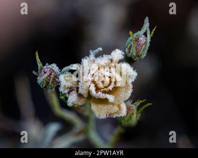 Rosebud jaune recouvert de gel intense, avec bourgeons serrés derrière. Banque D'Images