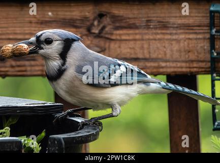 Un Bluejay arrive sur le pont Banque D'Images