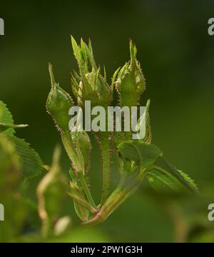 Boutons roses sur une vigne sur le point d'ouvrir, gros plan de pousse de roses provenant d'un rosier sauvage dans un jardin. Fleurs saisonnières symbolisant le romantisme, l'amour et bea Banque D'Images