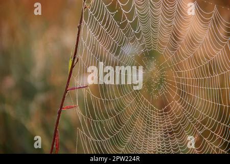 Plante est enveloppé dans web humide à l'aube. Rosée sur toile d'araignée. Fleurs d'été dans le web. Chambre d'araignée vivant dans le champ d'été parmi les graminées. Les gouttelettes d'eau sur s/n Banque D'Images