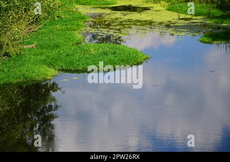 Paysage d'été avec un vaste marécage parsemé de lentilles d'eau verte et la végétation du marais Banque D'Images