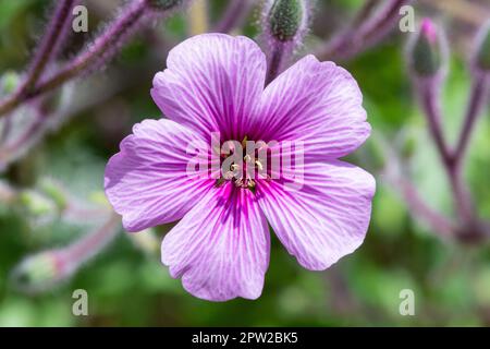 Photo macro d'un crâne de Madère (géranium maderense) fleurs en fleur Banque D'Images
