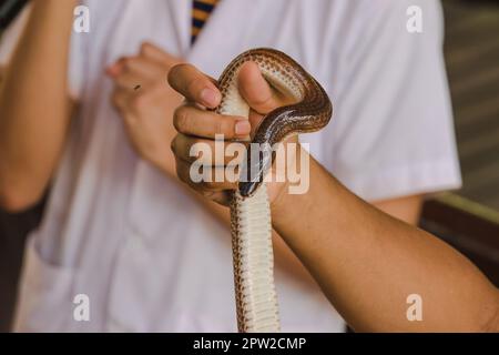 Le serpent Sunbeam sur les mains des hommes est un serpent non venimeux le corps est noir à brun foncé. Banque D'Images