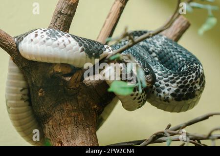 Naja siamensis est sur la branche. Est un cobra qui peut vaporiser le poison qui peut vaporiser le poison loin Banque D'Images