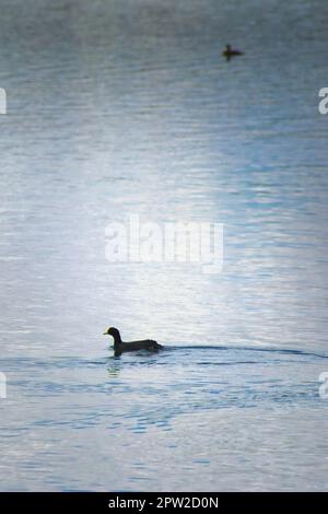 Picoot à garrots rouges (Fulica armillata) nageant dans les eaux du lac la Floride, à San Luis, en Argentine. Banque D'Images