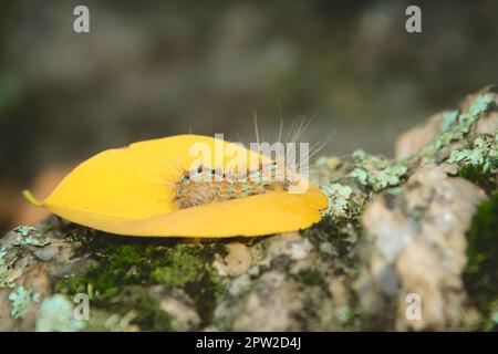 Caterpillar a couvert de poils urtiants comme mécanisme de défense, repérés dans une forêt à San Luis, en Argentine. Banque D'Images