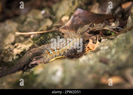 Caterpillar a couvert de poils urtiants comme mécanisme de défense, repérés dans une forêt à San Luis, en Argentine. Banque D'Images