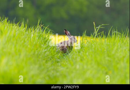 Lièvre brun sauvage, Lepus europaeus, alerté sur les oreilles avec à un champ vert au printemps. Lapin caché dans l'herbe face caméra avec copie espace. Banque D'Images