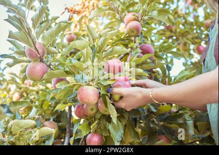 Gros plan d'une femme qui s'est mise à cueillir des pommes rouges fraîches dans des arbres sur des terres agricoles durables de vergers à l'extérieur, par beau temps. Mains de fermier moissonnant jui Banque D'Images