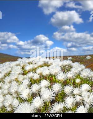 Gros plan des succulents fleuris qui poussent sur un paysage désertique brun dans un parc national. Plantes indigènes d'Afrique du Sud avec fleurs blanches sur un ciel nuageux Banque D'Images