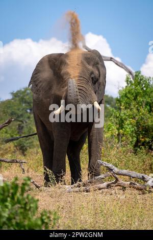 L'éléphant d'Afrique se dresse au-dessus du sable de l'écureuil en rondins Banque D'Images