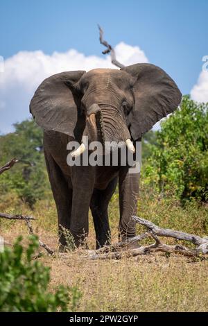 L'éléphant d'Afrique se dresse au-dessus des jets de poussière de grumes Banque D'Images