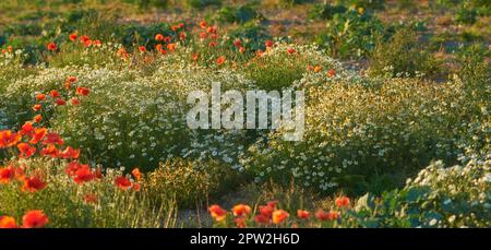 Paysage de fleurs de nénuphars orange et d'arbustes dans un pré. Plantes poussant dans une réserve naturelle au printemps. Belles plantes à fleurs bourgeonnant dans son natur Banque D'Images