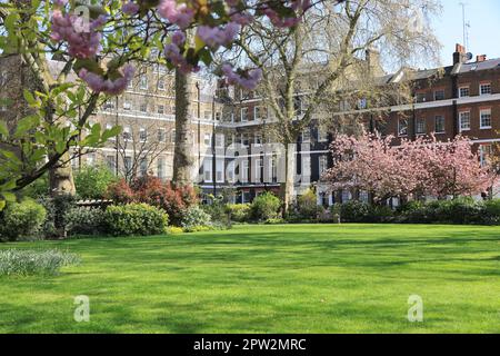 Manchester Square, une jolie place de jardin datant de 18th ans, au nord d'Oxford Street, Londres, Royaume-Uni Banque D'Images