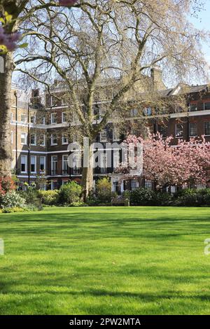 Manchester Square, une jolie place de jardin datant de 18th ans, au nord d'Oxford Street, Londres, Royaume-Uni Banque D'Images