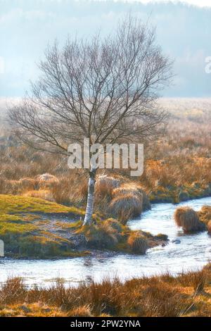 Zone humide danoise - Parc national de Rebild. Nature matinale - terre marécageuse. Un sol humide et boueux trop doux pour supporter un corps lourd. Parc national de Rebild, Jutland Banque D'Images