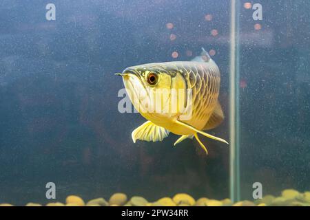 Le poisson arowana dans le cabinet. C'est un poisson charmant. Banque D'Images