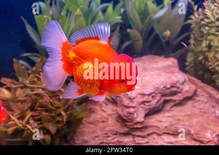 Le poisson rouge dans l'armoire sur fond de nature. Banque D'Images