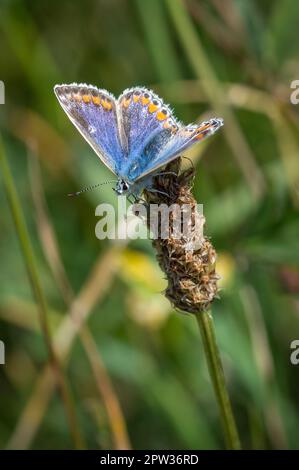 Papillon bleu commun femelle reposant sur une tête de semence séchée Banque D'Images
