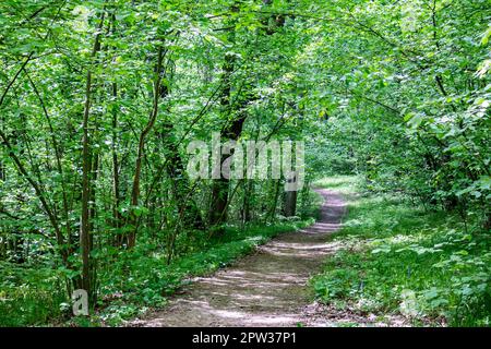 Sentier de randonnée traversant la zone boisée par une journée ensoleillée Banque D'Images