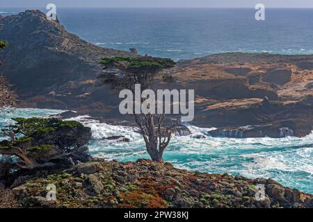 Arbre distinctif sur les falaises côtières de la réserve naturelle d'État de point Lobos en Californie Banque D'Images