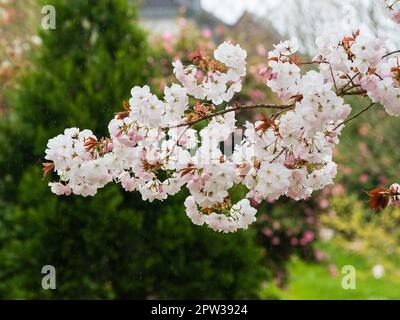 Fleur blanche de printemps de la cerise ornementale à fleurs de printemps, Prunus 'accolade' avec des stries de pluie d'une douche d'avril Banque D'Images