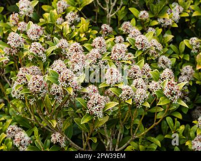 Têtes de fleurs en masse de l'arbuste à fleurs printanières, Skimmia japonica « Ruby Dome » Banque D'Images